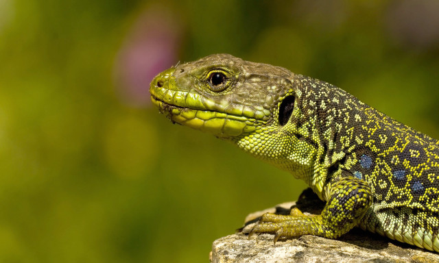 Lizard sitting rock outside sunshine #2 free wallpaper for desktop - medium preview image