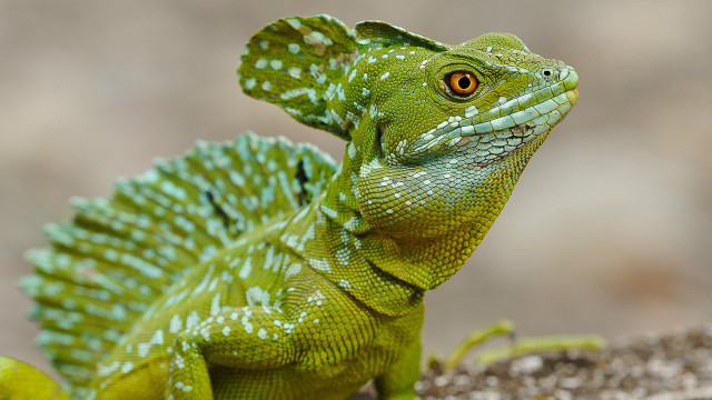Green lizard yellow eye rock free wallpaper for desktop - medium preview image