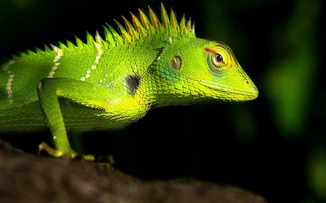 Green lizard spikes head rock free wallpaper for desktop - medium preview image