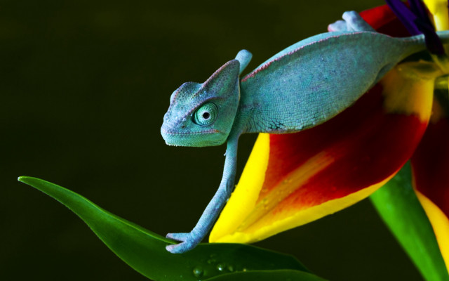 Blue chameleon flower green stem free wallpaper for desktop - medium preview image