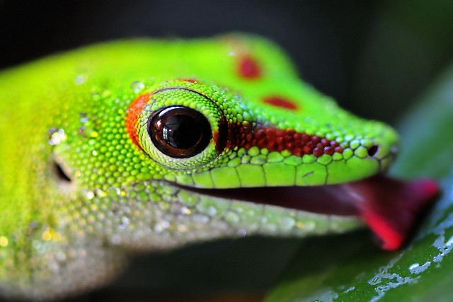 Green lizard red stripe leaf free wallpaper for desktop - medium preview image