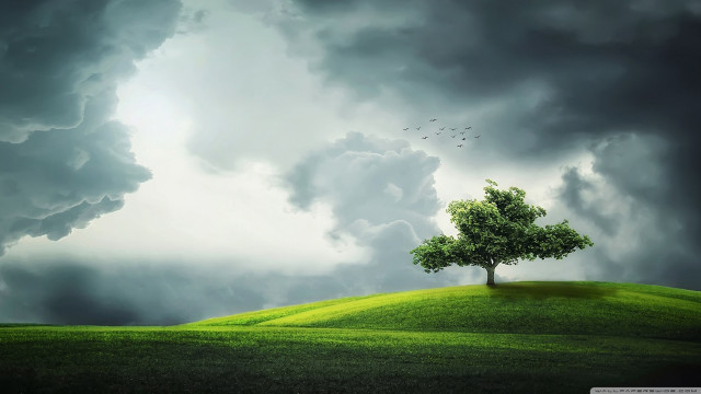Tree hill cloudy sky birds free wallpaper for desktop - medium preview image