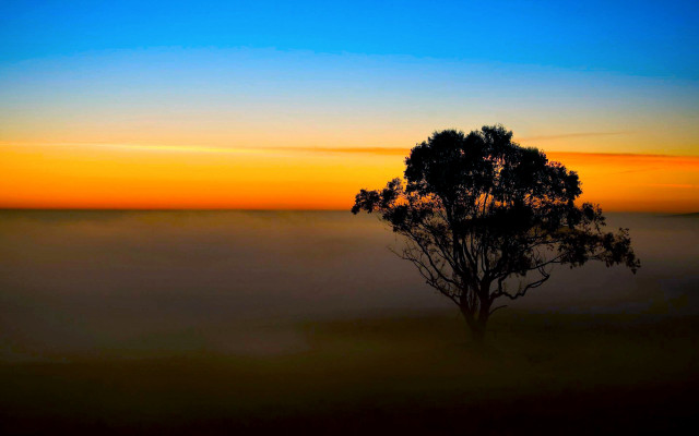 Lone tree foggy field sunset free wallpaper for desktop - medium preview image