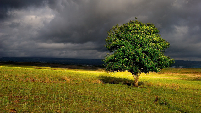 Lone tree stormy sky bird free wallpaper for desktop - medium preview image
