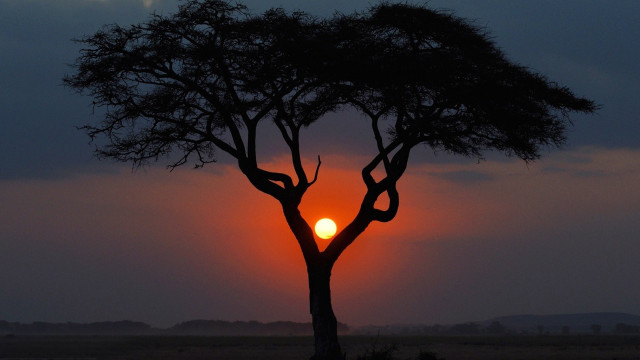 Tree sunset dark sky clouds free wallpaper for desktop - medium preview image