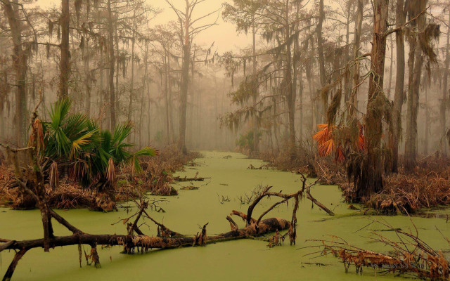 Swamp trees moss foggy day free wallpaper for desktop - medium preview image