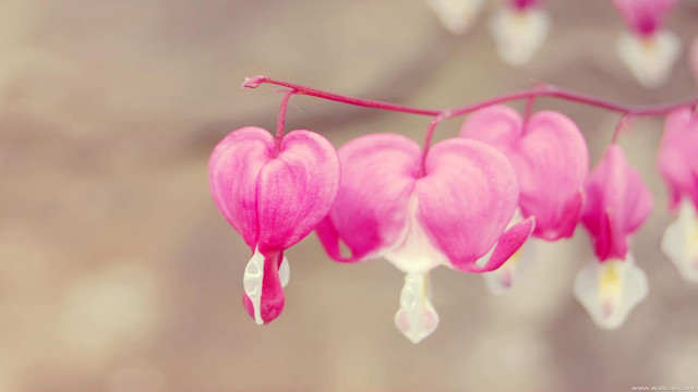 Pink flower white petals branch free wallpaper for desktop - medium preview image