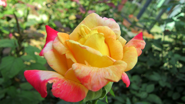 Yellow red rose garden flowers free wallpaper for desktop - medium preview image