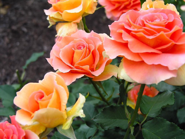 Orange yellow roses garden dirt free wallpaper for desktop - medium preview image