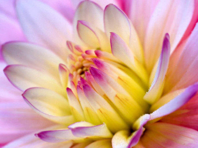 Pink flower macro artist blonde free wallpaper for desktop - medium preview image