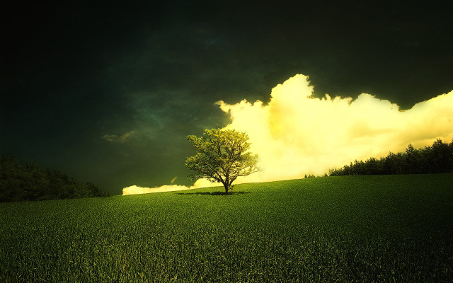 Lone tree field cloudy sky #29 free wallpaper for desktop - medium preview image