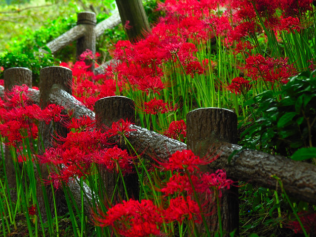 Fence red flowers green grass free wallpaper for desktop - medium preview image