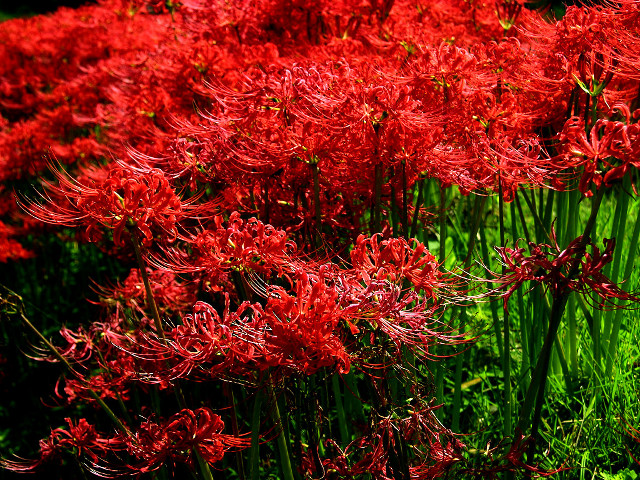 Red flowers field blue sky free wallpaper for desktop - medium preview image
