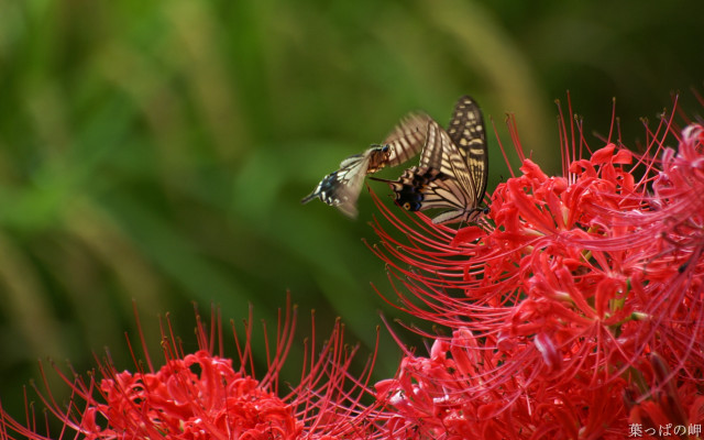 Bird flying red flower blurry free wallpaper for desktop - medium preview image