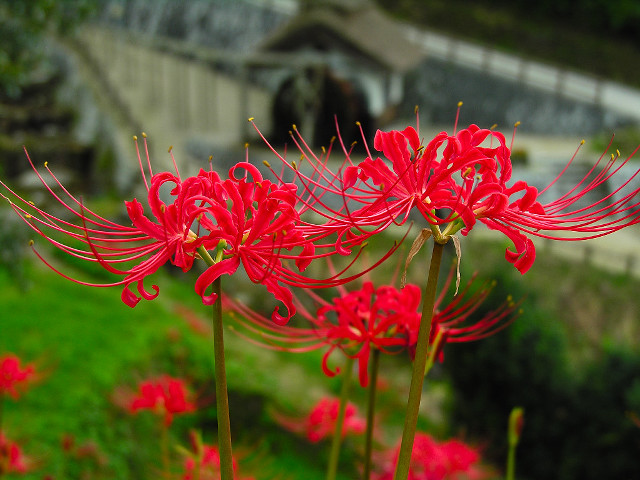 Red flower bridge grassy area free wallpaper for desktop - medium preview image