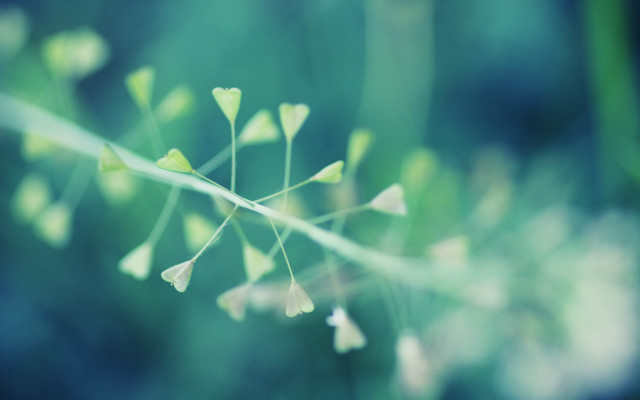 Plant small leaves stems blurry free wallpaper for desktop - medium preview image