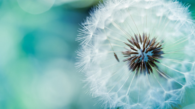 Dandelion blurry background blue green #2 free wallpaper for desktop - medium preview image