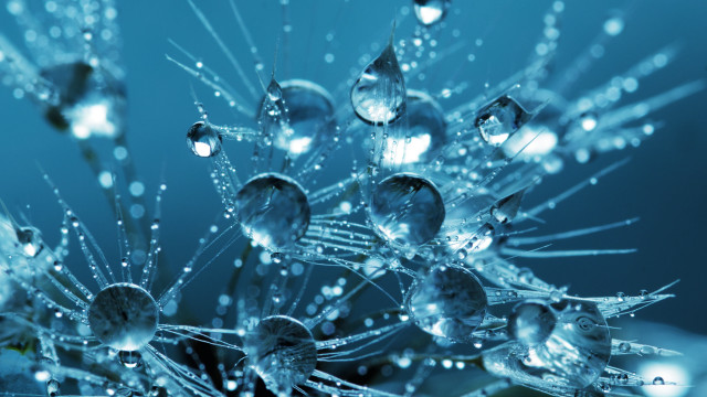 Dandelion closeup water droplets petals free wallpaper for desktop - medium preview image