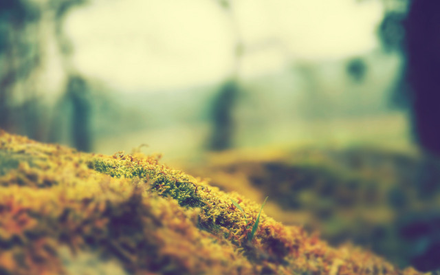Moss covered hill trees blurry free wallpaper for desktop - medium preview image
