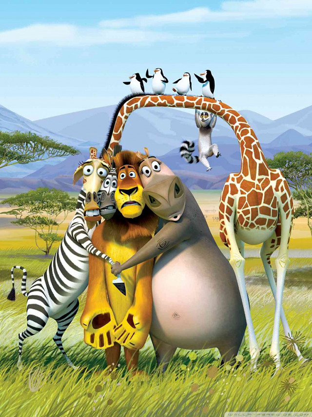 Animals field giraffe zebra foreground free wallpaper for mobile - medium preview image