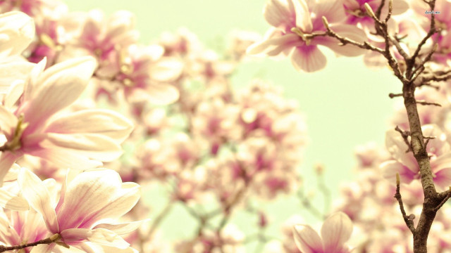 Tree pink flowers branch clouds free wallpaper for desktop - medium preview image