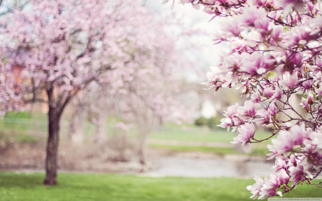 Cherry blossoms stream park house free wallpaper for desktop - medium preview image