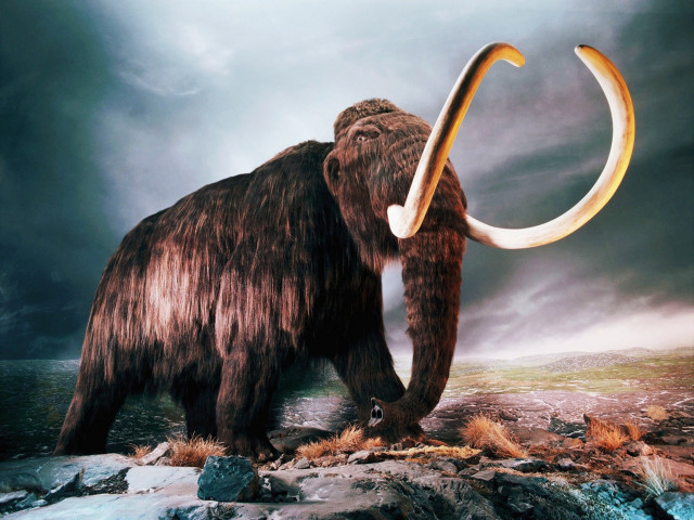 Woolly mammoth rocky surface curved free wallpaper for desktop - medium preview image