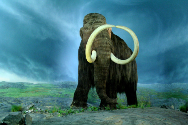 Woolly mammoth rocky hill cloudy free wallpaper for desktop - medium preview image