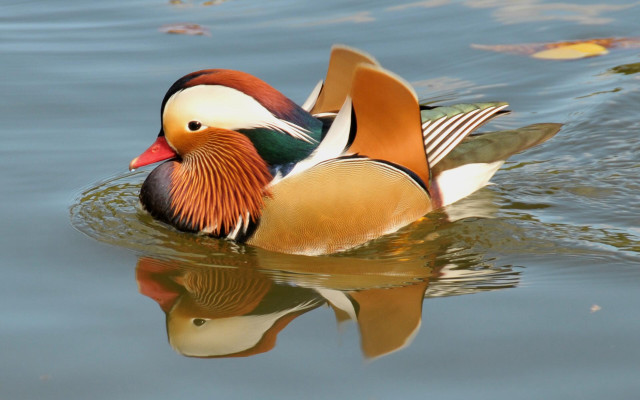Duck colorful head swimming water free wallpaper for desktop - medium preview image