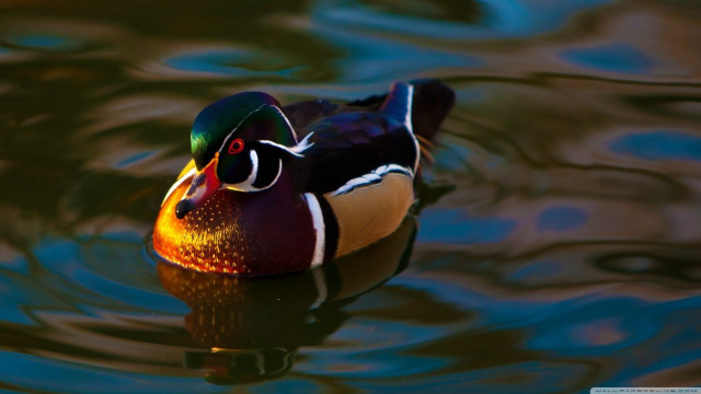 Colorful duck floating lake forest #2 free wallpaper for desktop - medium preview image