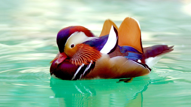 Colorful bird floating water forest #2 free wallpaper for desktop - medium preview image