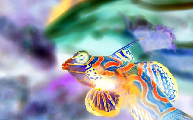 Colorful fish bright light blurry free wallpaper for desktop - medium preview image