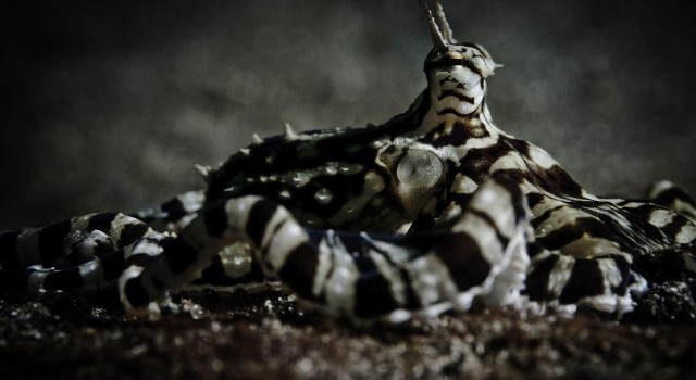 Zebra stripes dirt grass black free wallpaper for desktop - medium preview image