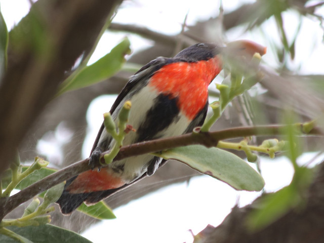 Bird branch tree leaves buds free wallpaper for desktop - medium preview image