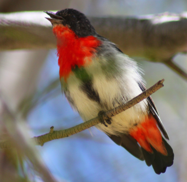 Bird red green breast branch free wallpaper for tablet - medium preview image