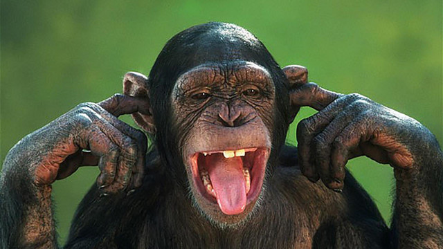 Chimpanzee open mouth hands ears free wallpaper for desktop - medium preview image