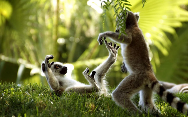 Small animals playing grass sunlight free wallpaper for desktop - medium preview image