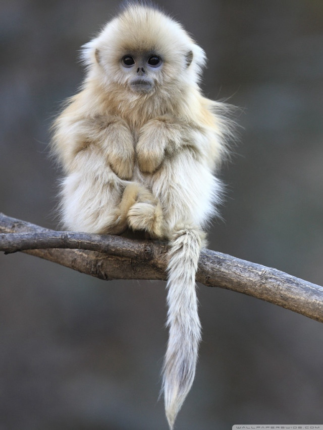 Small white monkey branch tail free wallpaper for mobile - medium preview image