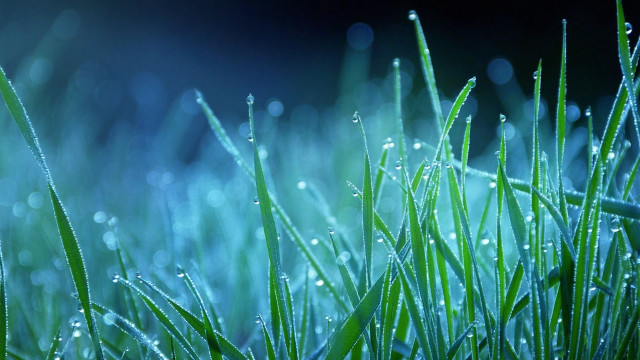 Grass water droplets macro bokeh free wallpaper for desktop - medium preview image