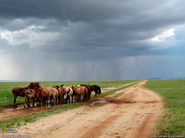 Herd horses dirt road stormy free wallpaper for desktop - medium preview image