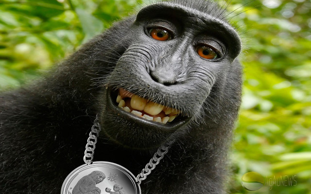 Monkey silver coin smile green free wallpaper for desktop - medium preview image
