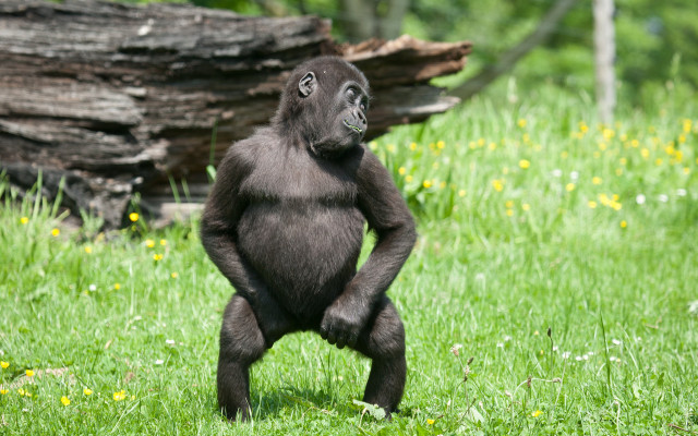 Gorilla standing hind legs field free wallpaper for desktop - medium preview image