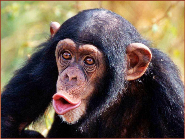 Monkey tongue frame neck foreground free wallpaper for desktop - medium preview image