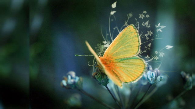 Yellow butterfly flower blurry photo free wallpaper for desktop - medium preview image