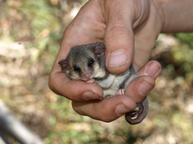 Small animal held persons hand free wallpaper for desktop - medium preview image
