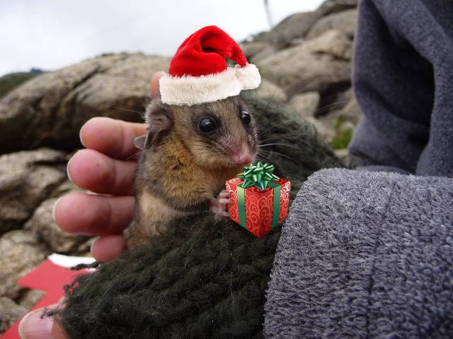 Small rodent santa hat holding free wallpaper for desktop - medium preview image