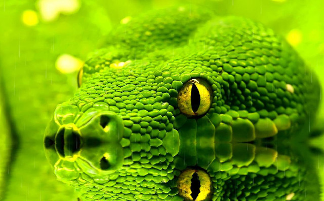 Green snake head yellow eyes free wallpaper for desktop - medium preview image