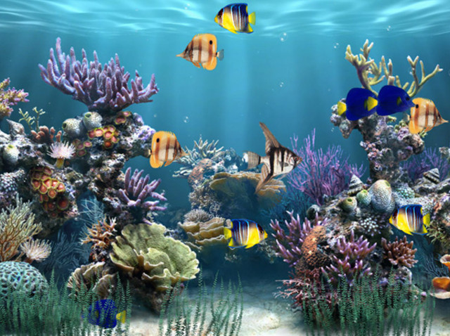 Large aquarium different fish corals free wallpaper for desktop - medium preview image