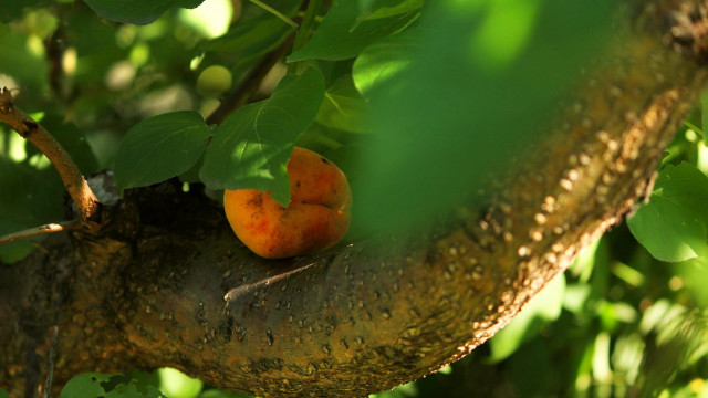 Tree oranges growing branches leaves free wallpaper for desktop - medium preview image