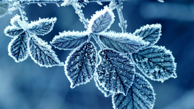 Frosted leaf branch closeup blurry free wallpaper for desktop - medium preview image